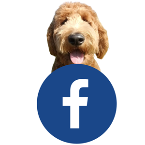 Follow Chewie on Facebook